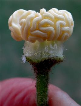  Stamen Head